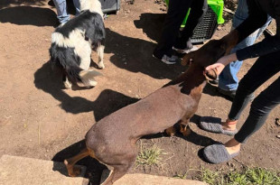 En el lugar fueron rescatados tres caninos los cuales se encontraron en situación de posible maltrato animal, por lo que quedaron bajo resguardo del Centro de Control y Bienestar Animal del municipio de Toluca.