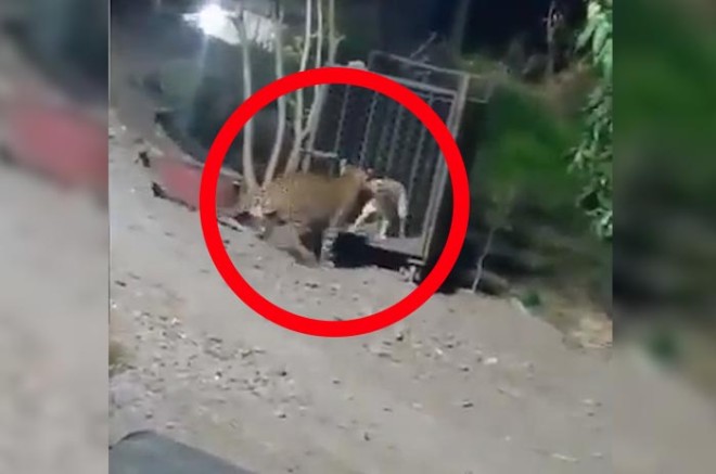 #Video: Graban ﻿a pareja de jaguares asechando a perro, en #Cancún