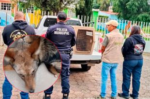 Un coyote que era mantenido como mascota en un domicilio de la delegación San Rafael fue asegurado por la Profepa al no acreditarse su legal procedencia.