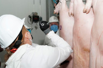 Exhortó a productores y a la población en general a adquirir carne únicamente en establecimientos formalmente establecidos y que cumplan con los lineamientos sanitarios.