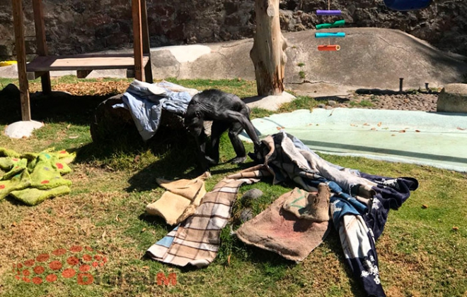 Cuidado especial a las especies en Zacango por climas fríos