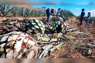 La investigación abarca la búsqueda de alternativas para los subproductos de la industria del mezcal y estrategias de rescate de magueyes silvestres.