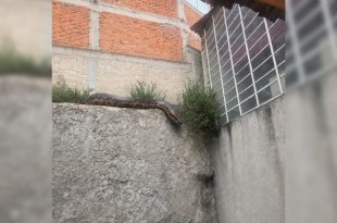 Protección Civil mantiene un operativo para localizar a la serpiente reportada en Lomas Lindas, Atizapán de Zaragoza, donde fueron desalojadas cinco viviendas.