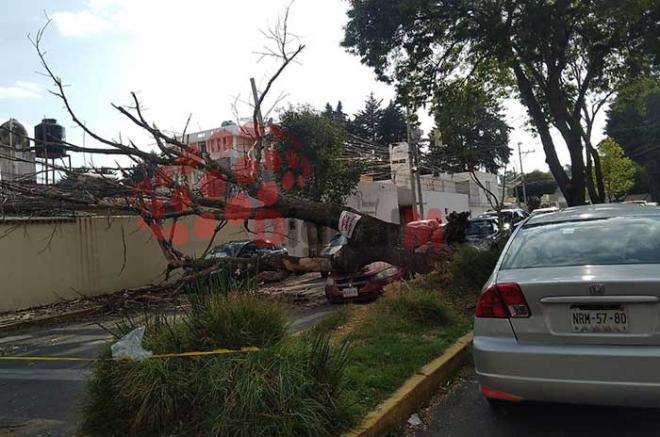 #Video: Cae árbol gigante sobre casa y dos autos, en #Toluca; sin viento