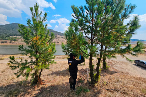 La Secretaría del Campo del Edomex y SENASICA desplegaron brigadas y trampas tras detectar un caso en la comunidad El Cielito.