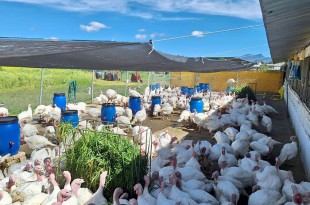 Granja Cocotla, que en náhuatl significa Lugar de aves