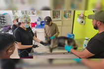 Personal del CCyBA de Toluca brinda atención médica a una perrita presuntamente envenenada en la Delegación Tlacotepec.