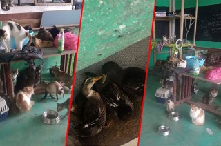 Fueron rescatados 52 felinos y cuatro patos