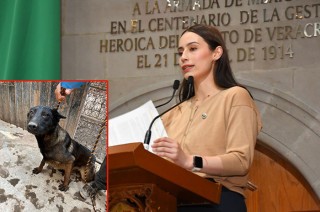 La propuesta establece nuevas conductas delictivas, la pérdida de derechos sobre los animales y crear el Visor de Bienestar Animal.