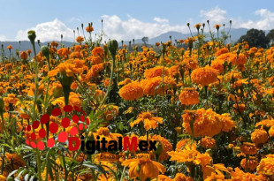 Campos florícolas del Edoméx afectados por lluvias y humedad