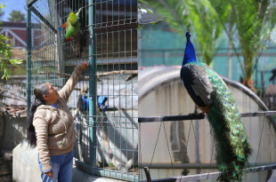 Aves de distintas especies conviven en el aviario municipal del Parque Ecológico Ehécatl