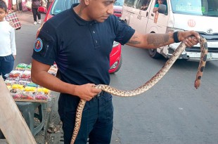 #Video: Serpiente gigante sorprende a conductores en plena vía vehicular de #Coacalco