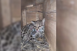 Cría de margay nace en UMA de San Luis Potosí y recibe cuidados especializados.