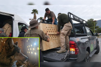 Cuatro ejemplares de lobo gris mexicano se integran a un programa binacional para evitar su extinción.