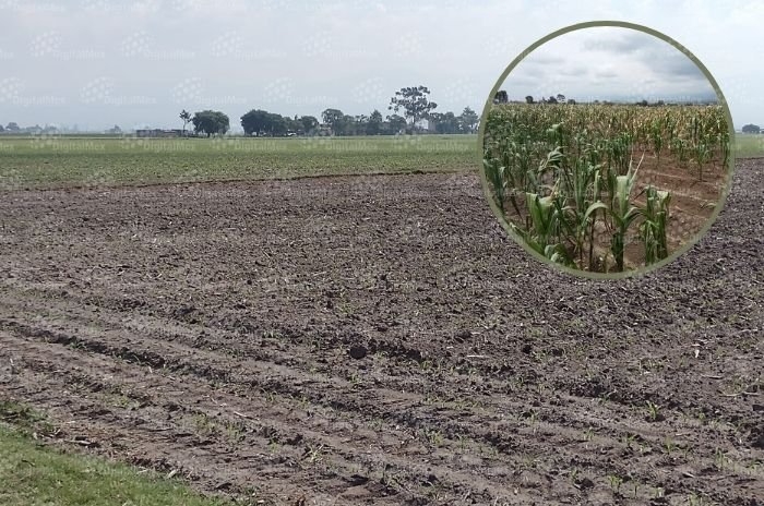 La sequía afecta alrededor de 600 hectáreas de cultivos en municipios del sur del Estado de México.