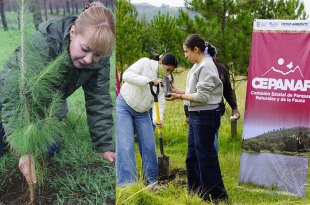 Calimaya será la sede principal de la jornada que busca plantar 25 mil árboles en un solo día y permitirá a las familias adoptar un ejemplar.