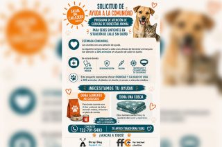Integrantes de Stray Dog Support Inc. realizarán jornadas de atención veterinaria y bienestar animal en Rayón.