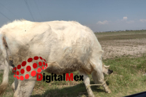 Ganado bovino en zona rural del Estado de México