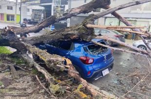 Personal de Protección Civil y Bomberos de Toluca retiró dos árboles caídos por las lluvias y fuertes vientos, sin que se reportaran personas lesionadas.