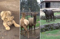 A través del Programa de Bienestar Animal especialistas de Cepanaf garantizan una buena evolución de la gestación y nacimientos