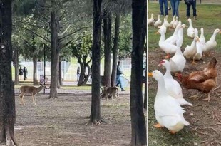 En este lugar viven cinco venados cola blanca, una cerda llamada “Fifí”, la ardilla “Rufo”, quién fue rescatada en la comunidad de Los Reyes Acozac