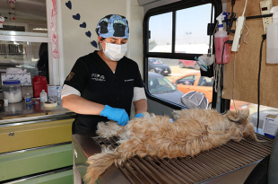 Video: Abandono de mascotas se disparó tras pandemia; UAEMéx pide esterilizar