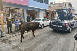 La mayoría fueron guiados de regreso al corral, pero algunos se desviaron y permanecieron en la vía pública