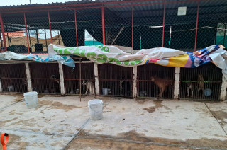 Uno de los presuntos implicados sería José Luis Amador, exveterinario del lugar.