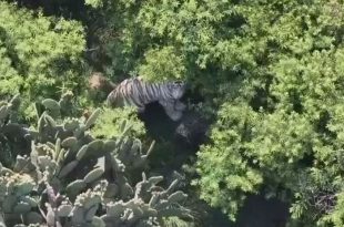 El tigre permanece sin ser capturado; autoridades mantienen vigilancia con drones.