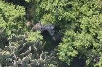 El tigre permanece sin ser capturado; autoridades mantienen vigilancia con drones.