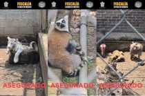 Autoridades aseguraron diversos ejemplares de fauna exótica durante un cateo en un inmueble de Chalco.