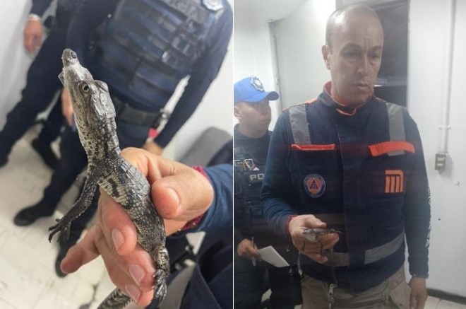 Se solicitó a la Brigada de Vigilancia Animal de la Secretaría de Seguridad Ciudadana que se hiciera cargo del reptil y lo trasladara a su hábitat natural.