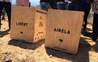Regresan a su hábitat a aguilillas cola roja en la Sierra de Patlachique en Teotihuacan