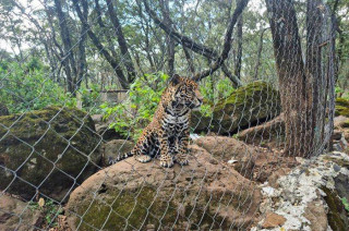 Durante la intervención, el ejemplar fue sedado de manera controlada para permitir una revisión médica y verificar su estado de salud.