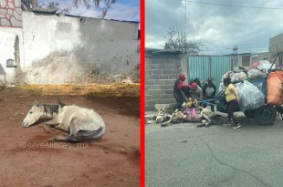 El caballo fue rescatado tras una denuncia hecha por la asociación “Seres Libres”