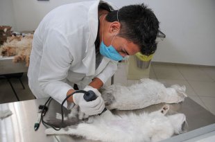 Médico veterinario realiza procedimiento de esterilización a un gato durante una jornada de bienestar animal.