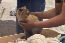 #Video: Conoce a Mazapán, gatito rescatado de incendio en #Nezahualcóyotl