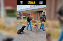 Al ser revisadas por personal veterinario, una de ellas fue diagnosticada con fractura en fase de reparación, exudado sanguinolento y olor fétido