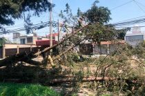 Cae árbol en Paseo Tollocan