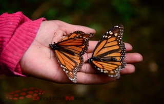 Piden transparentar recursos para mariposa Monarca y Nevado de Toluca