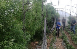 Localizan Fiscalía y policía estatal invernadero con marihuana en Donato Guerra