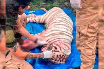 Kenzo recibió atención médica tras el operativo pero murió durante su traslado