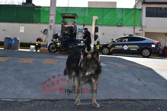 Renata fue adoptada hace más de un año por los empleados.