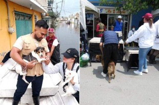 Los rescates son canalizados a los centros de atención canina de Chalco, Valle de Chalco y Texcoco.