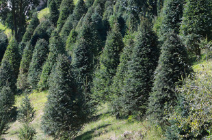 Xonacatlán/Estado de México Producción sustentable y consumo responsable impulsan desarrollo local y conservación ambiental El Gobierno del Estado de México anunció que este fin de año estarán listos para su comercialización más de 20 mil árboles de Navidad naturales, provenientes de plantaciones sustentables que contribuyen a la salud del suelo, mejoran la calidad del aire mediante la captura de CO2 y favorecen la infiltración de agua para mitigar la crisis hídrica. Xonacatlán, líder en producción de árboles naturales Así lo dio a conocer Alhely Rubio Arronis, Secretaria del Medio Ambiente y Desarrollo Sostenible, al encabezar el Primer Corte de Árbol de Navidad 2025 de Xonacatlán, donde destacó que el Estado de México ocupa el primer lugar nacional en producción de árboles naturales, entre ellos oyamel, ayacahuite y pseudotsuga. Rubio Arronis señaló que estas plantaciones generan beneficios ambientales y económicos, además de fomentar la conservación de áreas naturales. Invitó a las familias mexiquenses a visitarlas para adquirir su árbol directamente con productores, impulsando el consumo responsable y el desarrollo local. Artesanías navideñas hechas con elementos naturales Durante el evento también se dio el arranque de la temporada de venta de productos artesanales elaborados con elementos naturales, tales como coronas, esferas, estrellas, renos y otras decoraciones hechas a mano, cuya demanda crece año con año. Al acto, que se realizó en la plantación “El Tecomate”, asistieron representantes de asociaciones y productores de árboles de Navidad, líderes municipales y autoridades de la localidad de San Miguel Mimiapan. Datos: ¿Cuántos árboles de Navidad estarán disponibles en el Edomex? Más de 20 mil árboles naturales listos para su comercialización este fin de año. ¿De qué tipo son los árboles producidos? Incluyen oyamel, ayacahuite y pseudotsuga, cultivados en plantaciones sustentables. ¿Dónde se llevó a cabo el Primer Corte de Árbol de Navidad 2025? En la plantación “El Tecomate”, Xonacatlán, Estado de México. ¿Qué otros productos están disponibles? Artesanías navideñas hechas con elementos naturales, como coronas, esferas, estrellas y renos. ¿Qué beneficios generan estas plantaciones? Contribuyen a la salud del suelo, captura de CO₂, infiltración de agua, conservación ambiental y desarrollo económico local.