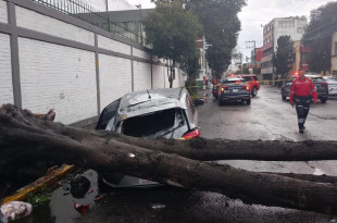 Un árbol cayó sobre un vehículo en la colonia Francisco Murguía