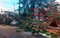 Caen árboles y una barda en Toluca por fuertes vientos