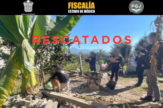 Los perros fueron localizados en presunto estado de desnutrición durante el cateo.