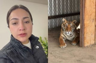 Autoridades de Tepetlaoxtoc emitieron un comunicado para informar sobre el escape del tigre.