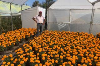 Productores de flor de cempasúchil